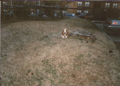 Image of Toby on grass