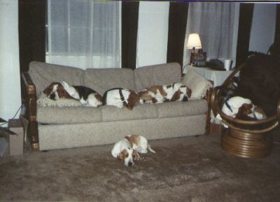 Image of Bo, Toby, Queenie, Buford, and Mildred