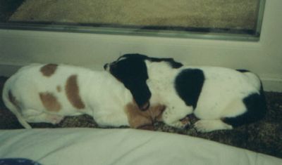 Image of Winston and Abby