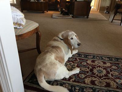 Image of Boss